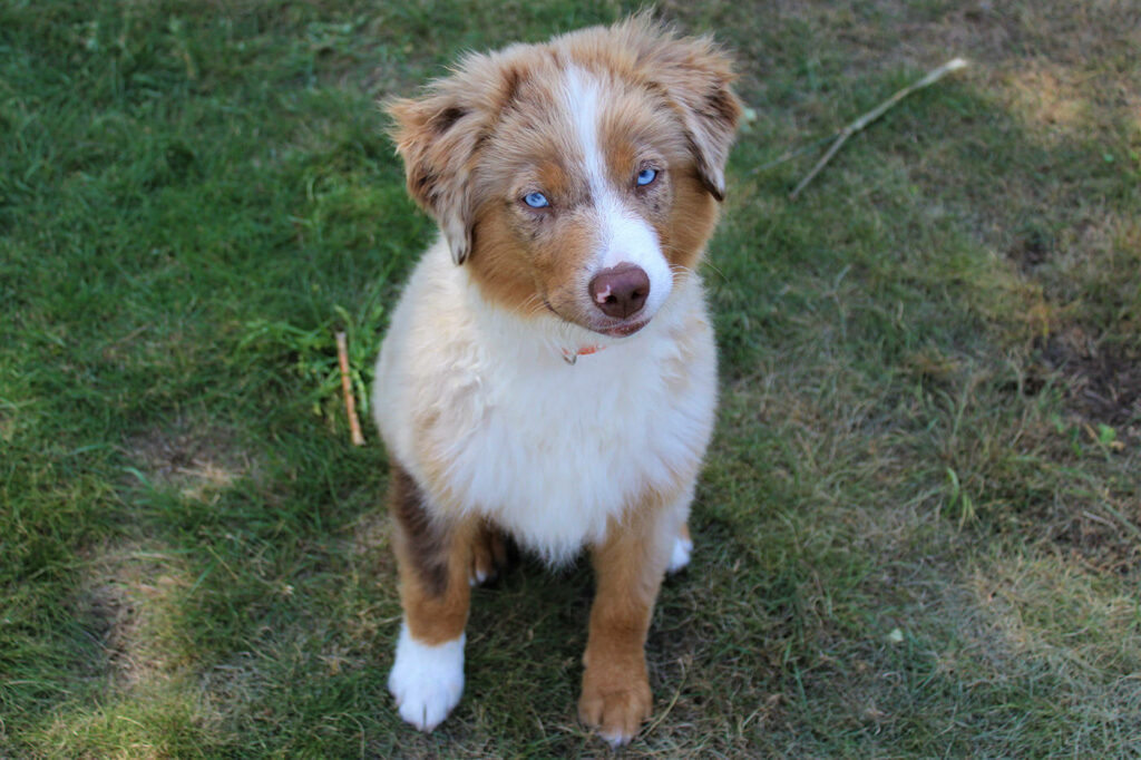 Mini Australian Shepherds Stud Dog Hero Eyes Magnus Henrik Walmsburg Castle