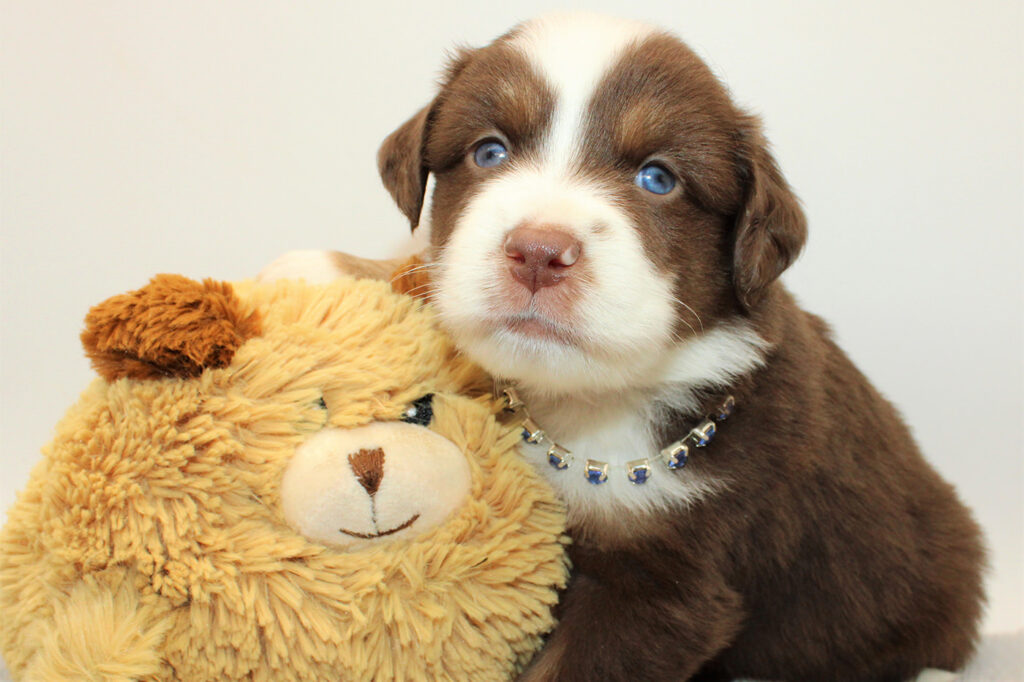 Mini Australian Shepherds Welpe Wurf B 2022Baileys with Chololate