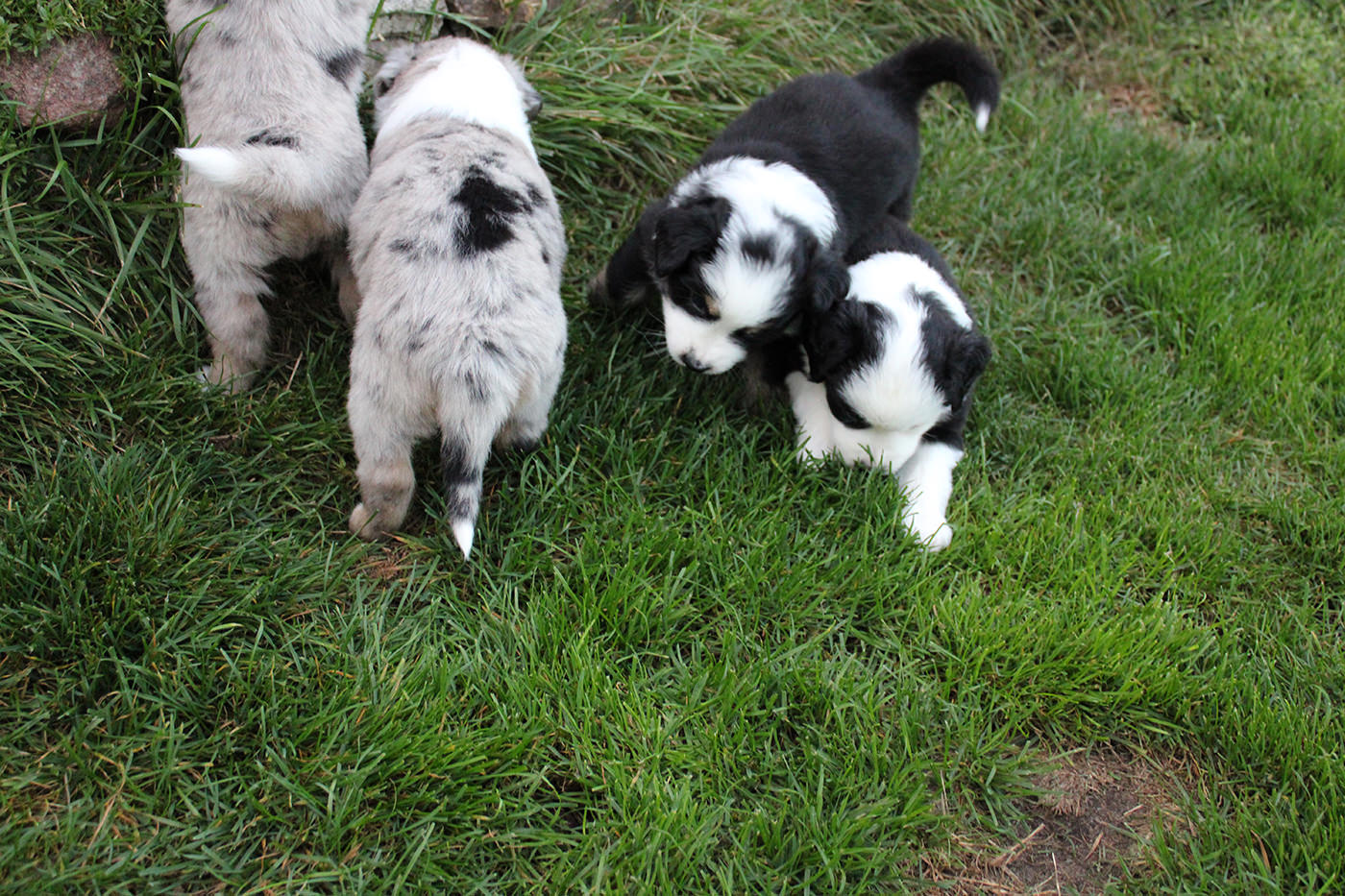 Mini Australian Shepherds Puppie Wurf B 2022