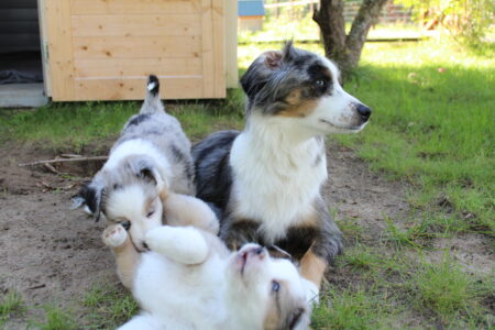 Mini Australian Shepherds spielen im Garten