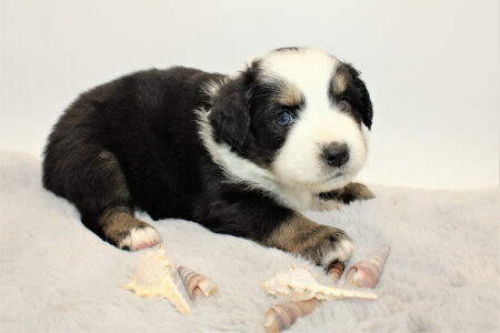 Mini Australian Shepherds Welpe Wurf B 2022 Baccardi Balu