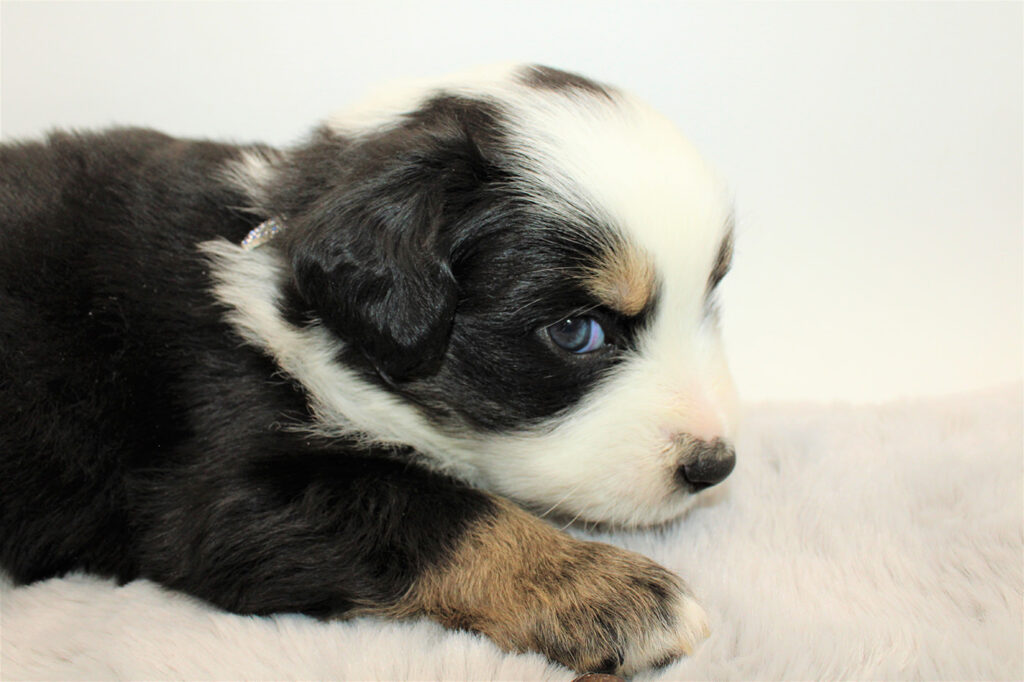 Mini Australian Shepherds Welpe Wurf B 2022 Baccardi Balu