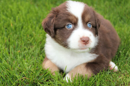 Mini Australian Shepherds Puppie Litter B 2022 Baileys with Chocolate