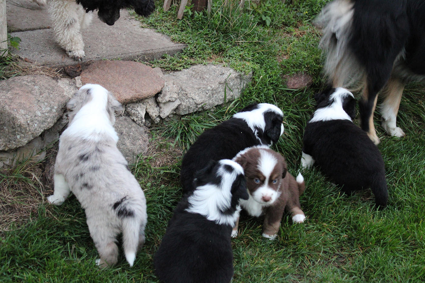 Mini Australian Shepherds Puppie Wurf B 2022