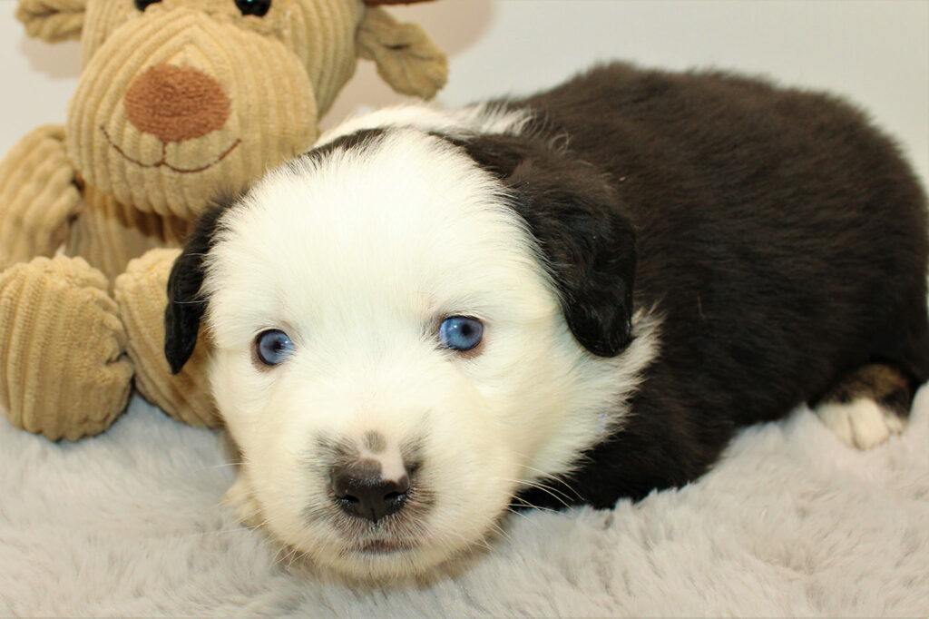 Mini Australian Shepherds Welpe Wurf B 2022 Born to be wild Ragnar