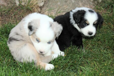 Mini Australian Shepherds Welpe Wurf B 2022