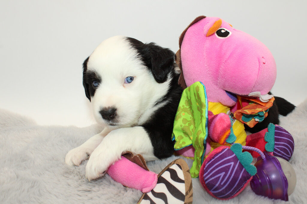 Mini Australian Shepherds Welpe Wurf B 2022 Baroness Sparkling Eye Ninette