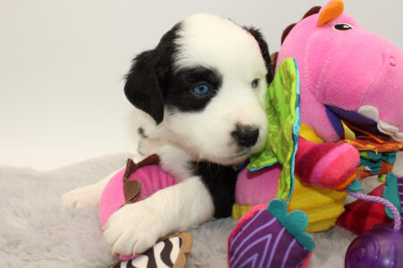 Mini Australian Shepherds Puppie Litter B 2022 Baroness Sparkling Eye Ninette