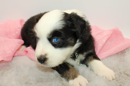 Mini Australian Shepherds Welpe Wurf B 2022 Black Mermaid Julie