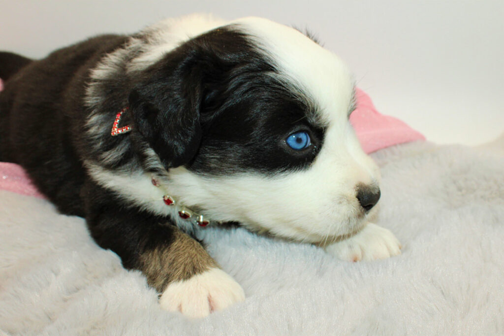 Mini Australian Shepherds Welpe Wurf B 2022 Black Mermaid Julie