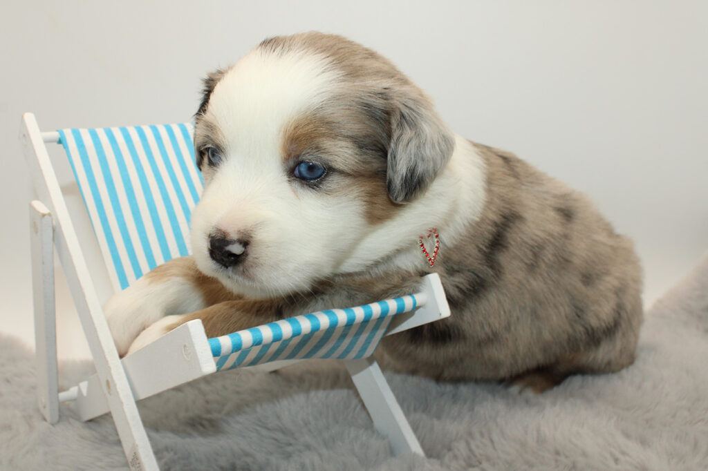 Mini Australian Shepherds Puppie Litter B 2022 Baileys with Chocolate