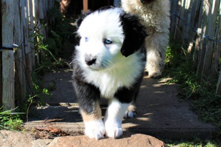 Mini Australian Shepherds Welpe Wurf B 2022 Born to be wild Ragnar