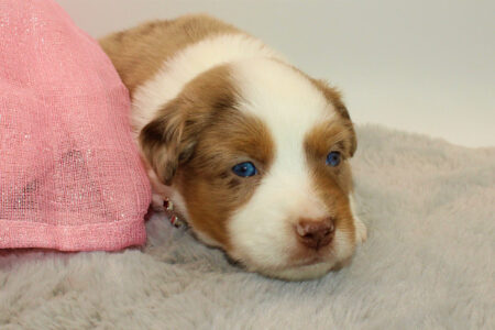 Mini Australian Shepherds Welpe Wurf B 2022 Bonita Roja Estrella