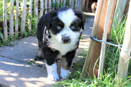 Mini Australian Shepherds Welpe Wurf B 2022 Black Panther Baghira