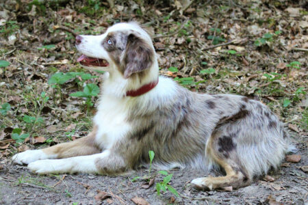 Mini Australian Shepherds Hündin Anaiis Flying High Walmsburg Castle
