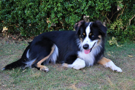 Mini Australian Shepherds Female Dog Hero Eyes Emilie Walmsburg Castle