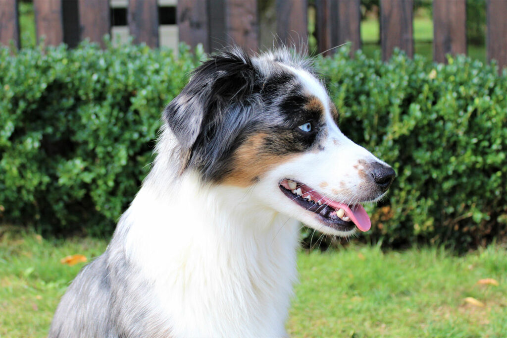 Mini Australian Shepherds Hündin Hero Eyes Ida Walmsburg Castle