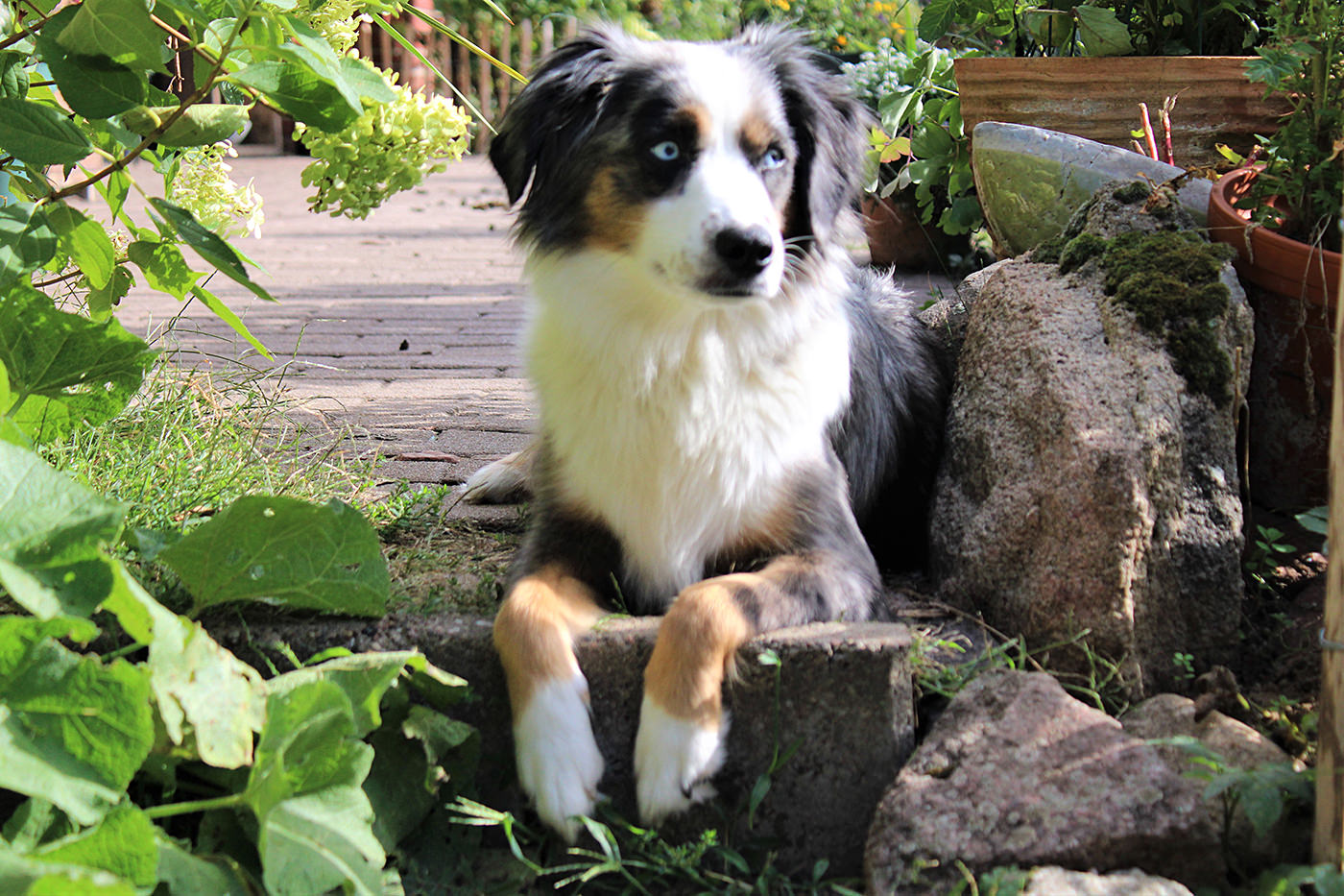 Mini Australian Shepherds Hündin Hero Eyes Ida Walmsburg Castle