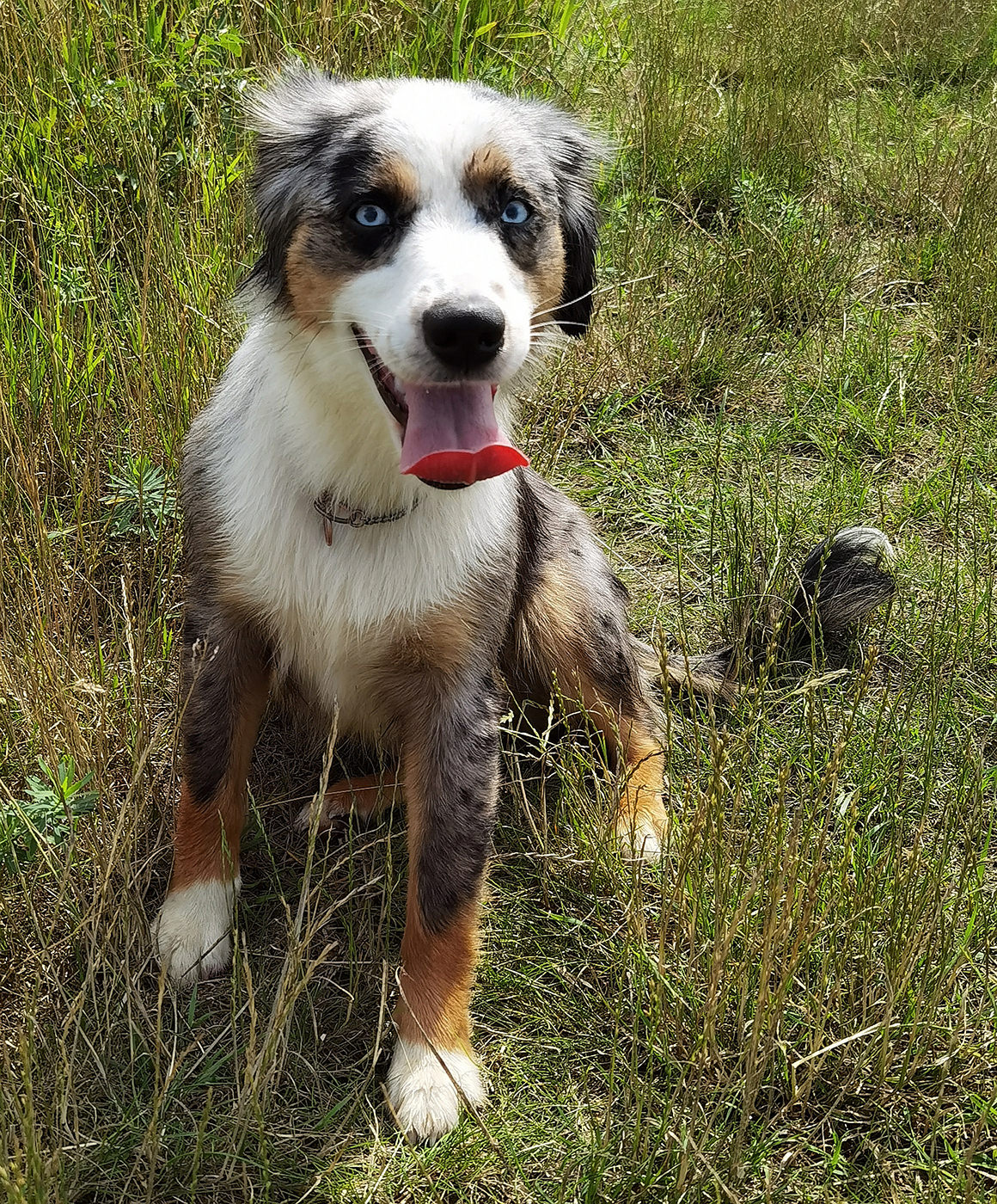 Mini Australian Shepherds Hündin Hero Eyes Ida Walmsburg Castle