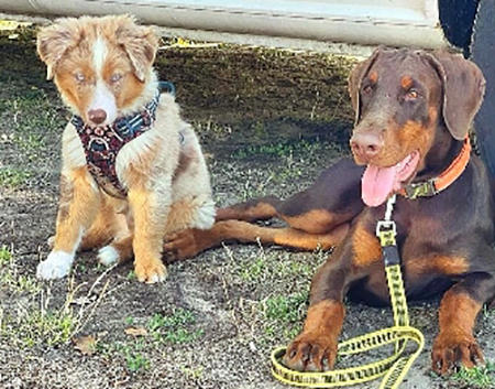 Dobermann Junghündin trifft meinen Aussie Welpen