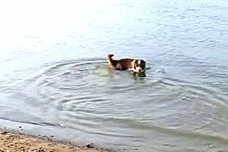 Mini Australian Shepherds am Elbstrand