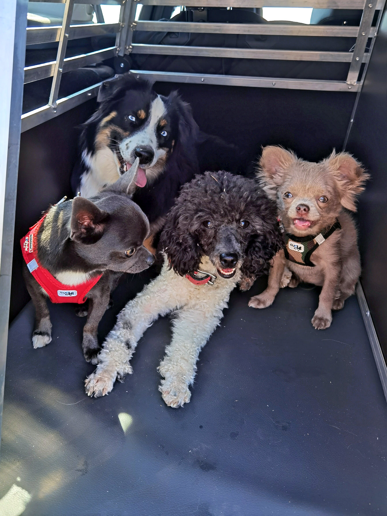 Mini Australian Shepherd im Kofferraum mit Pudel und Chihuahua