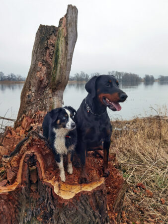 Mini Australian Shepherd an der Elbe
