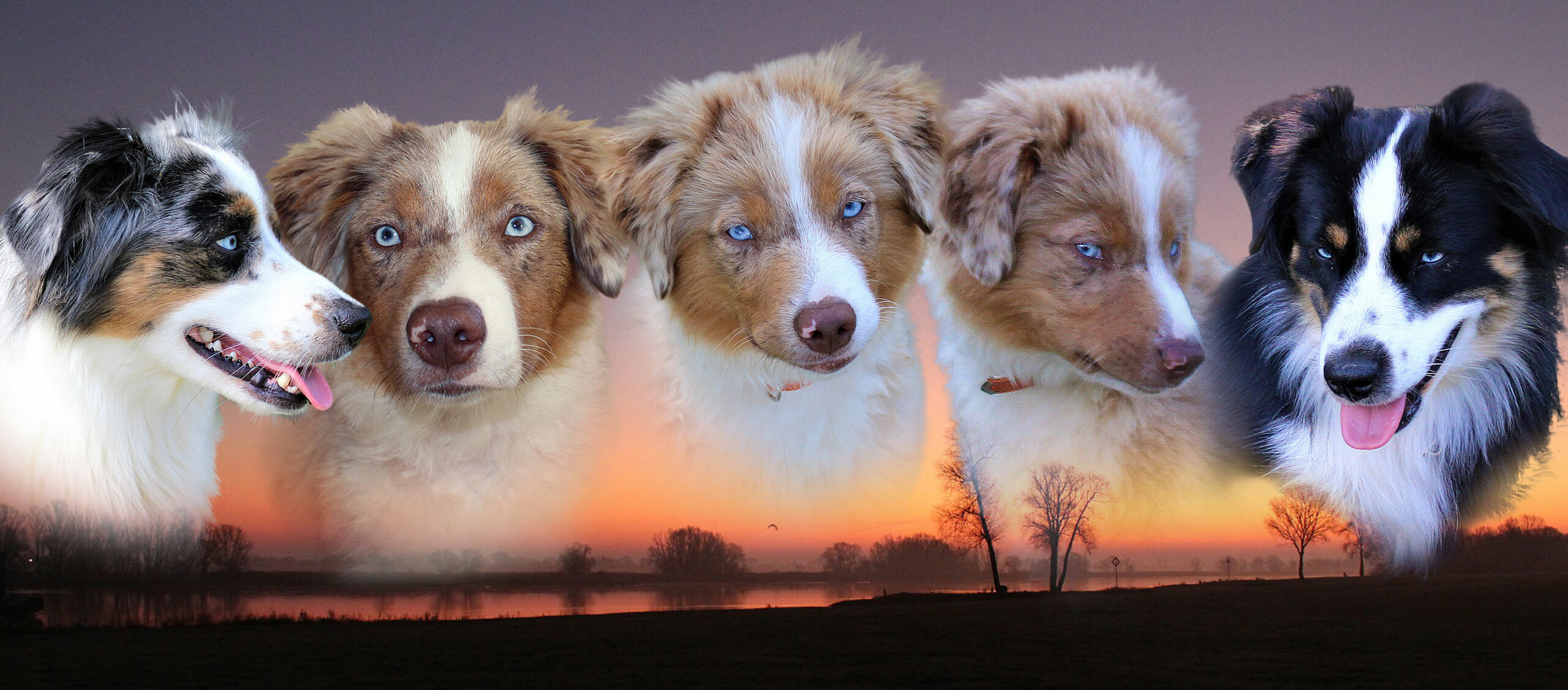 Walmsburg Castle - Willkommen bei unseren Mini Australian Shepherds