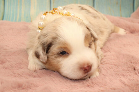 Mini Australian Shepherds Welpe Wurf C 2023