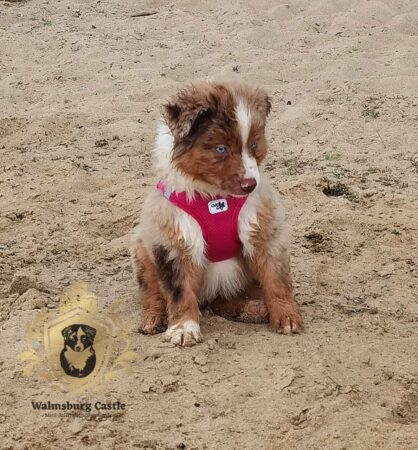 Mini Australian Shepherds Rüde Hero Eyes Magnus Henrik Walmsburg Castle