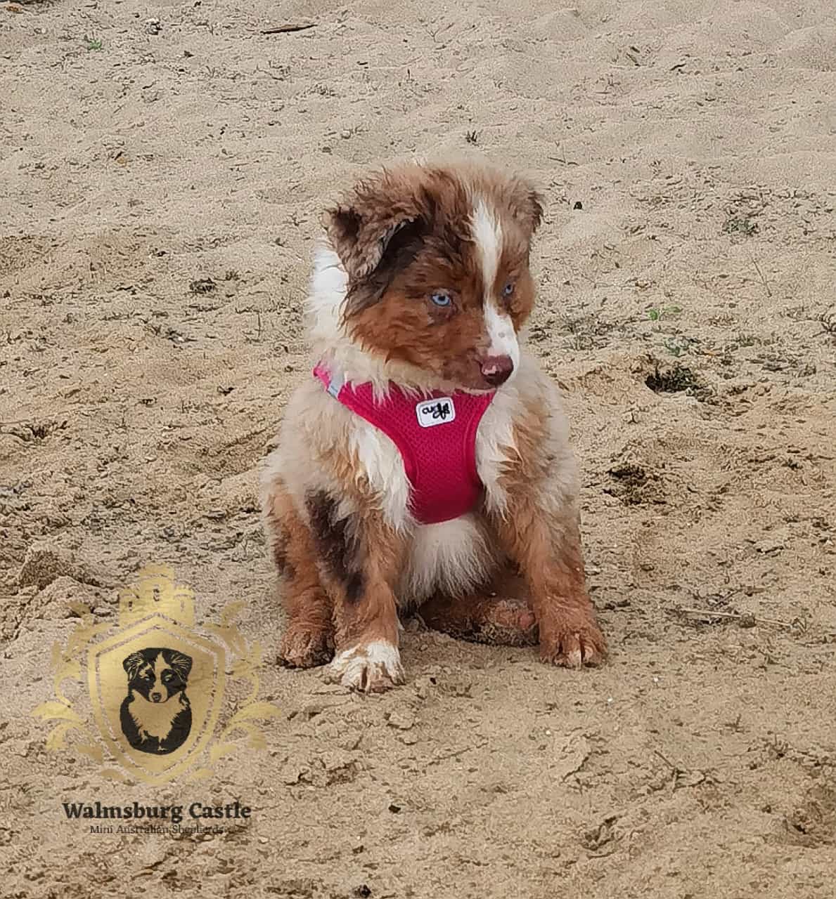 Mini Australian Shepherds Rüde Hero Eyes Magnus Henrik Walmsburg Castle