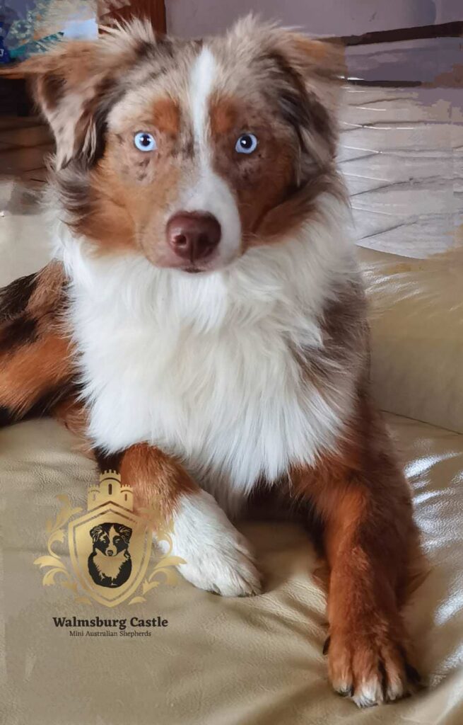 Mini Australian Shepherds Stud Dog Hero Eyes Magnus Henrik Walmsburg Castle